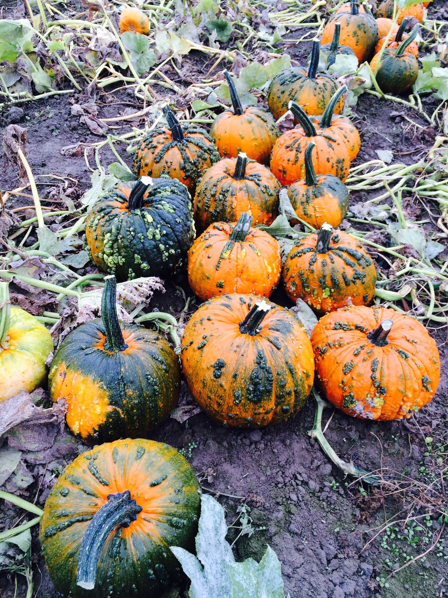 Assorted pumpkins on the ground with a natural background
